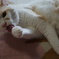 ねこ