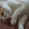 ねこ
