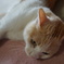 ねこ