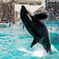 Orcinus orca