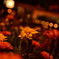 新宿の花