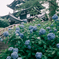 紫陽花