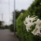 街頭に咲くゆり
