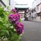 紫陽花寺
