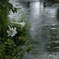 水先の百合
