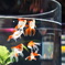 金魚のおまつり