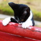 尾道で出会った猫