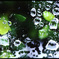 水玉の世界１９