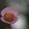 新作和菓子