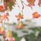 ピンクの花
