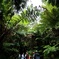 stray into the  jungle