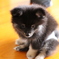 ウチのわんこ