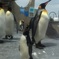 イワトビペンギン