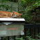 POST CAT