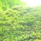 苔が好き。。