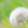 春の白玉