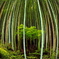 竹林
