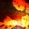 金魚