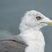 海鳥の見つめる先