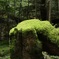 苔むすの森①