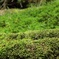 苔むすの森②