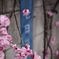 桃の花