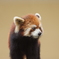 旭山動物園　レッサーパンダ