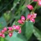 ことのはつむぐ花