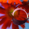 Gerbera in gerbera