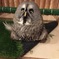 カラフトフクロウさわだ君のあひる寝