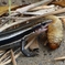 【閲覧注意】トカゲの捕食