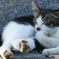 考える子猫