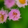 開花前