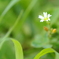 野草