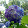 紫陽花の蒼