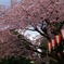 上野の桜