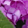 紫陽花