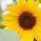 向日葵