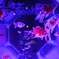 宇宙の金魚