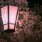 夜桜猫