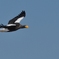 glide