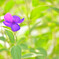 夏花