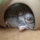 愛するどんぐりハウス〜涼〜
