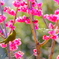 Plum-Blossom & White-Eye　Ⅱ