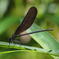 ハグロトンボ (Calopteryx atrata)
