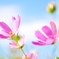 cosmos