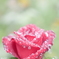 雨中の花達
