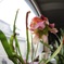 サラセニアの花