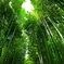 竹林