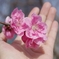 桃の花に手をかざしてみる